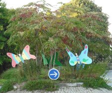 Mutation du papillon