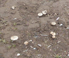 Champignons