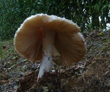 Champignon ?
