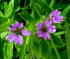 Géranium