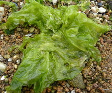 Laitue de mer (Ulva lactuca).