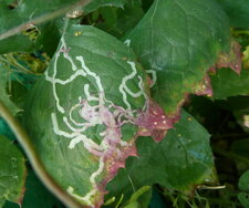 Mines de Phytomyza atricornis