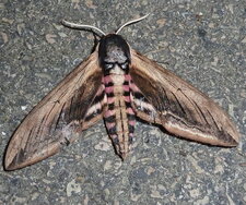 Sphinx du troène Sphinx (Hyloicus) ligustri - Noctuelle.