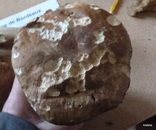 Cèpe de bordeau 