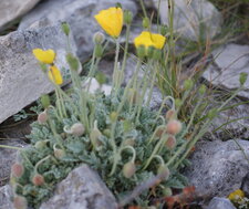 Pavot des Alpes rhétiques