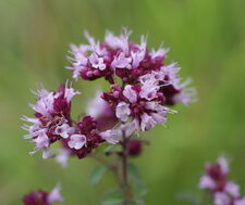 Origanum vulgare