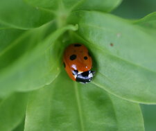 Coccinella septempunctata