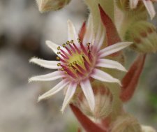 Fleur de sempervivum calcareum