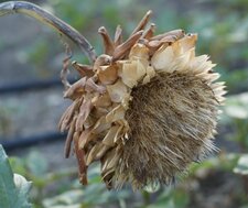 Fleur (fânée) d