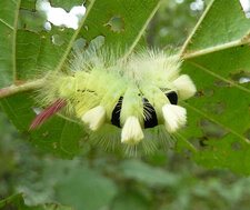 Elkneria pudibunda