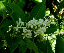 Troène. (Ligustrum )