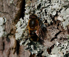 Eristalis sp.