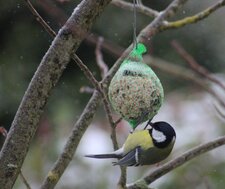 Mésange charbonnière