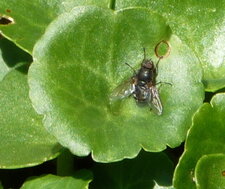 Mouche