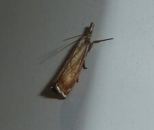Crambus perlella.Noctuelle.