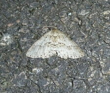 La Boarmie rhomboïdale Peribatodes rhomboidaria.Noctuelle.