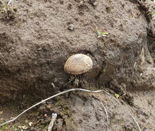 Champignon.