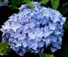 Hortensia