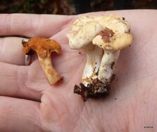 Pied de mouton orange et blanc 