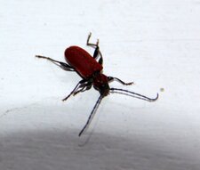Pyrrhidium sanguineum