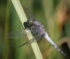 Orthetrum cancellatum - mâle