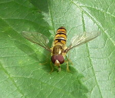 Syrphe à ceintures - Episyrphus balteatus