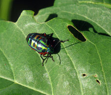 Scutelléridé