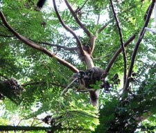 Famille de Lémuriens mongoz (Eulemur mongoz)