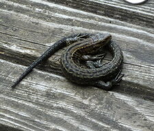 Lézard vivipare.