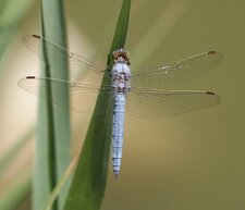 Orthetrum brunneum - mâle
