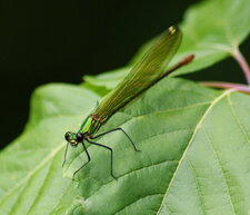 Calopterix splendens - femelle