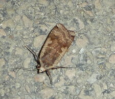 Noctua pronuba - Noctuelle