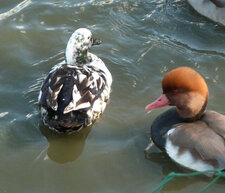 Canards