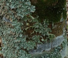 Lichen Flavoparmelia caperata