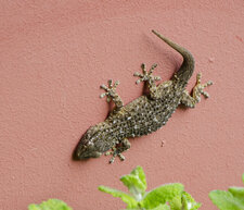 Gecko (Tarente de Maurétanie)