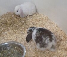 Lapin nain bélier