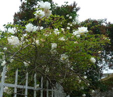 Rosier blanc