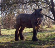 Percheron