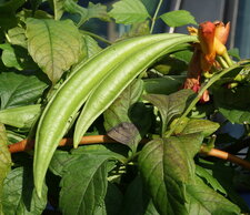 Gousse et inflorescence de trompette de Jéricho