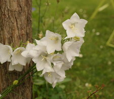 Campanule des carpates