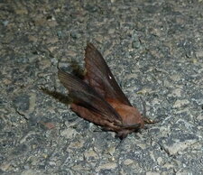  Noctuelle