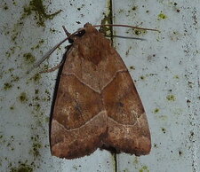 Noctuelle