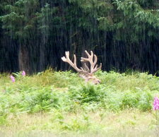 Cerf élaphe