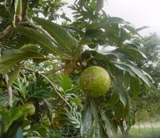 Fruit à pain
