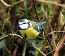 Mésange bleue