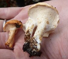 Pied de mouton orange et blanc 