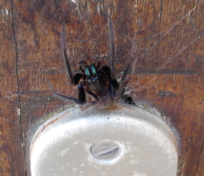Araignée Segestria florentina