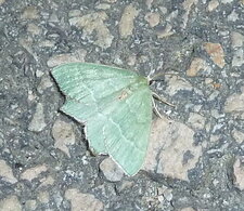 Le Celadon Campaea margaritata.Noctuelle.