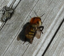 Merodon equestri. Mouche des Narcisses.