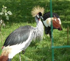 Grues